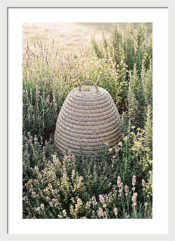 Wicker Bee Skep Surrounded By Herbs