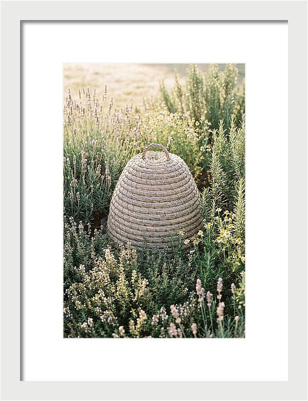 Wicker Bee Skep Surrounded By Herbs