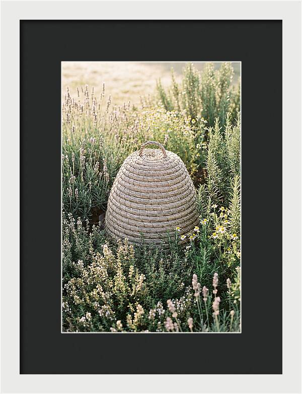 Wicker Bee Skep Surrounded By Herbs