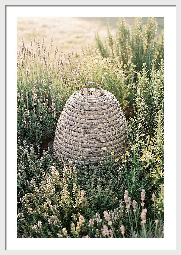 Wicker Bee Skep Surrounded By Herbs
