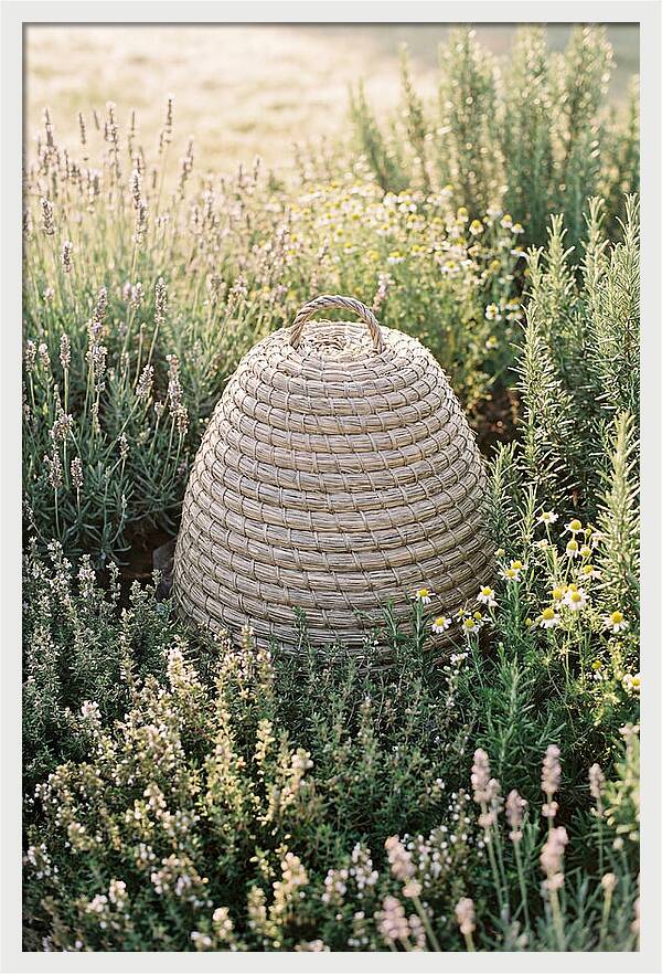 Wicker Bee Skep Surrounded By Herbs