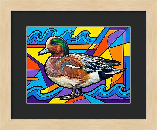 Wigeon In Vibrant Colors