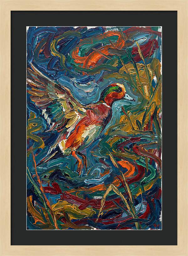 Wigeon In Vibrant Flight