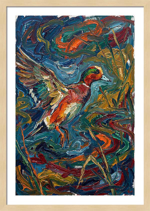 Wigeon In Vibrant Flight