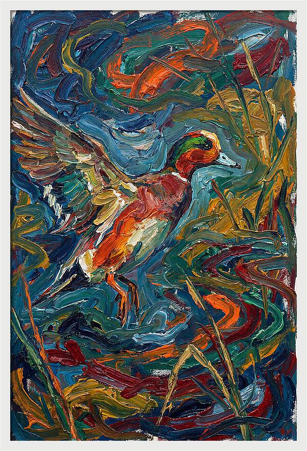 Wigeon In Vibrant Flight