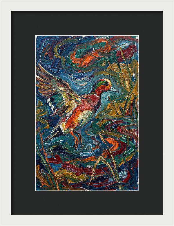 Wigeon In Vibrant Flight
