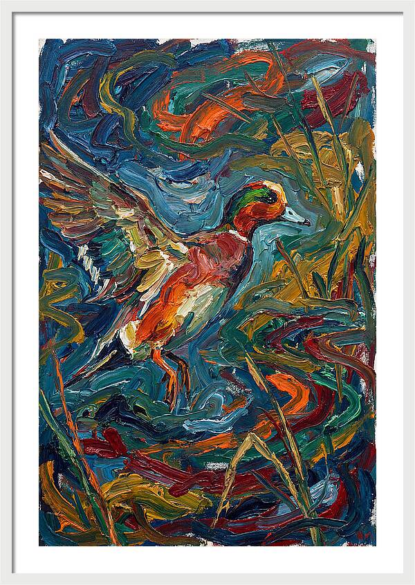 Wigeon In Vibrant Flight