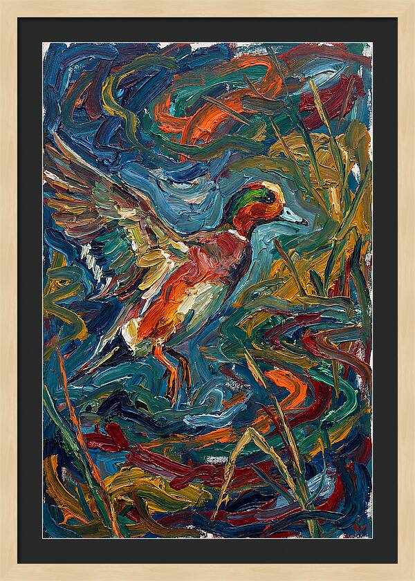 Wigeon In Vibrant Flight