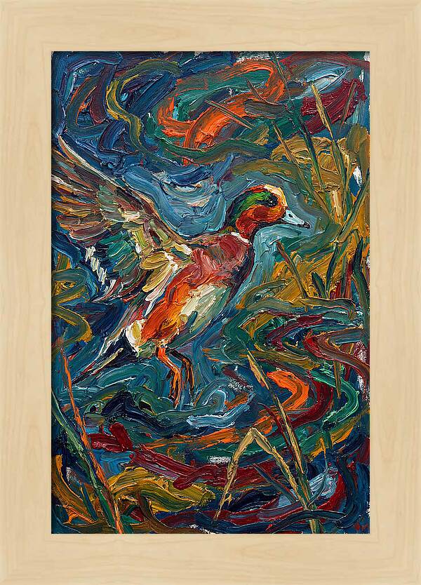 Wigeon In Vibrant Flight