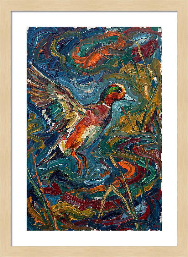 Wigeon In Vibrant Flight