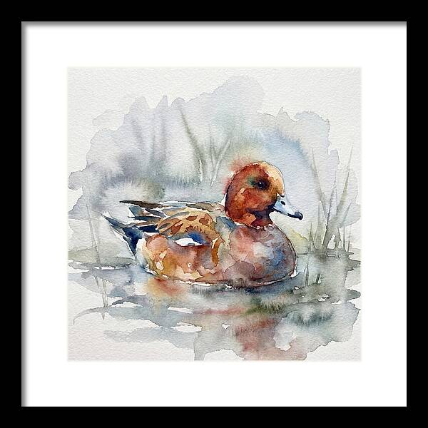 Wigeon Swimming Gracefully