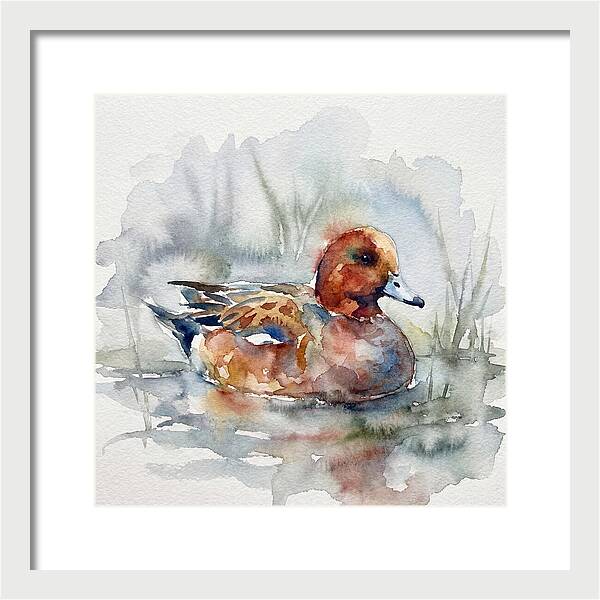Wigeon Swimming Gracefully