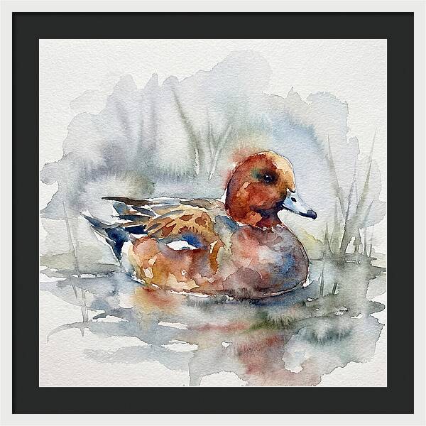Wigeon Swimming Gracefully
