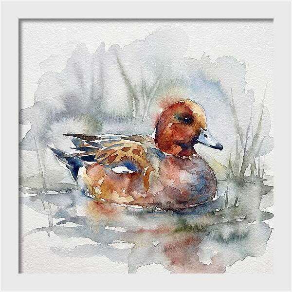 Wigeon Swimming Gracefully
