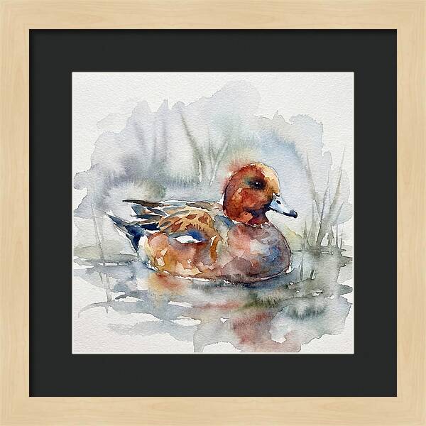 Wigeon Swimming Gracefully