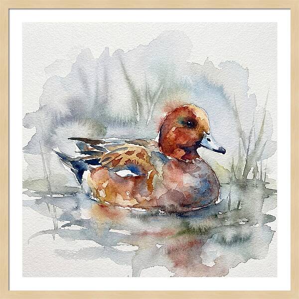 Wigeon Swimming Gracefully