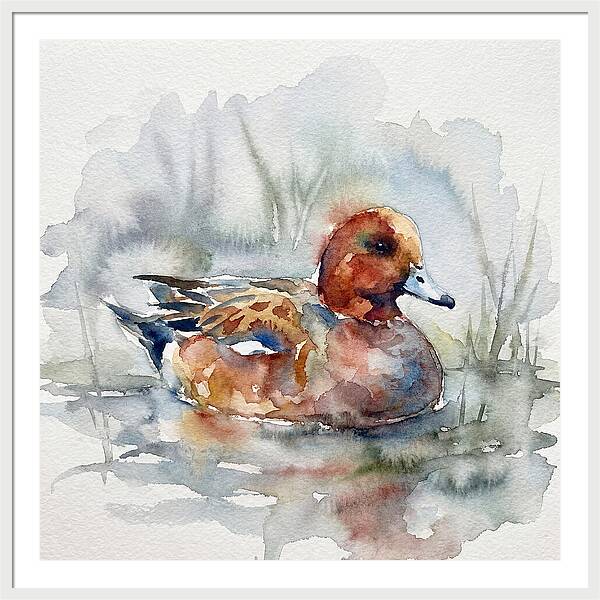 Wigeon Swimming Gracefully