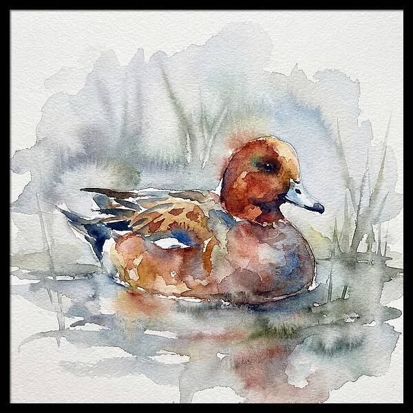Wigeon Swimming Gracefully