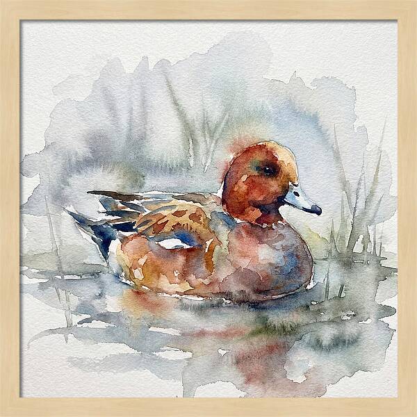 Wigeon Swimming Gracefully
