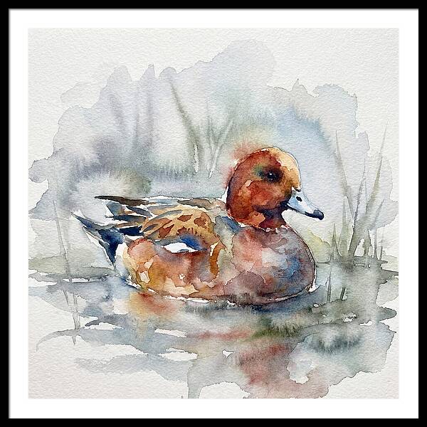 Wigeon Swimming Gracefully