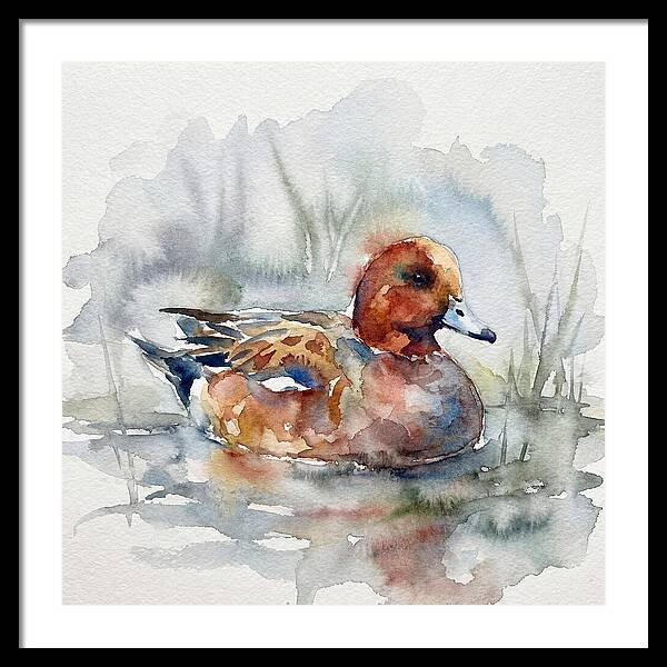 Wigeon Swimming Gracefully