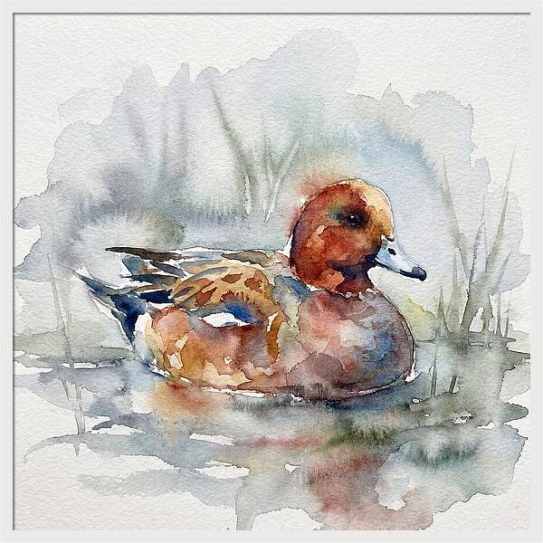 Wigeon Swimming Gracefully