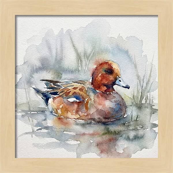 Wigeon Swimming Gracefully