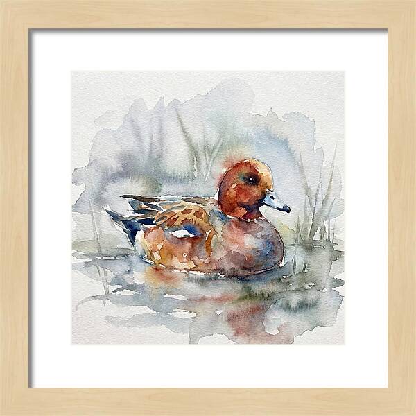 Wigeon Swimming Gracefully