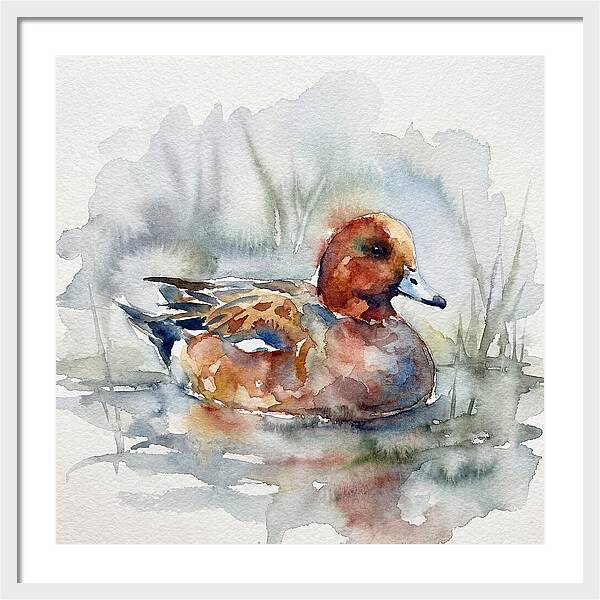 Wigeon Swimming Gracefully