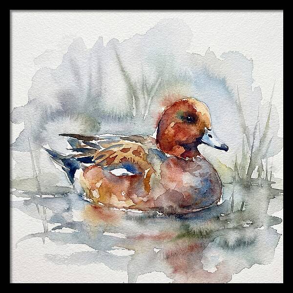 Wigeon Swimming Gracefully