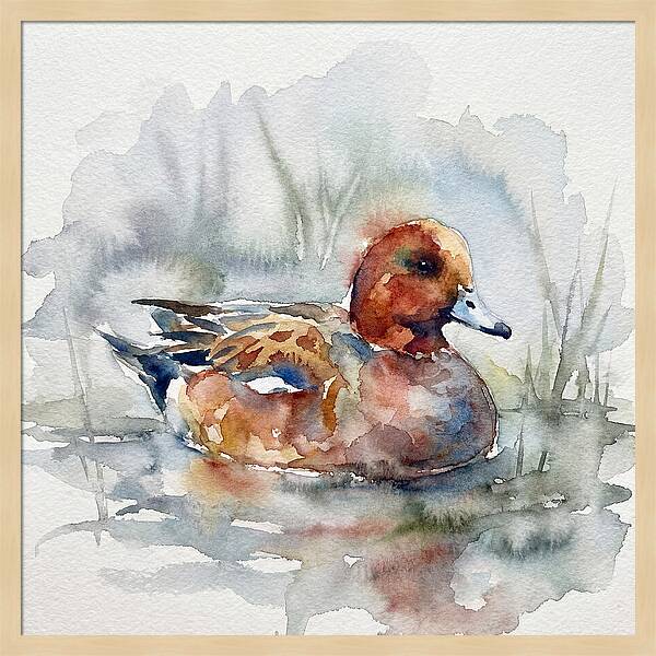 Wigeon Swimming Gracefully