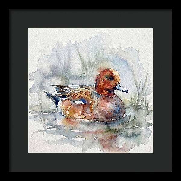 Wigeon Swimming Gracefully