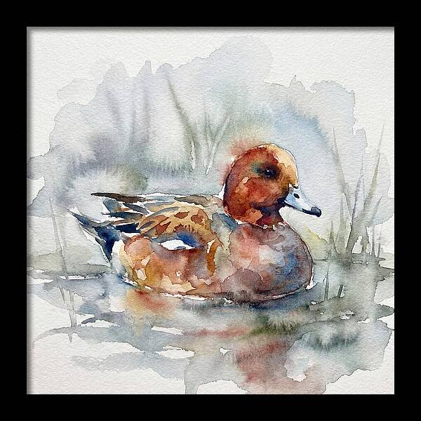 Wigeon Swimming Gracefully