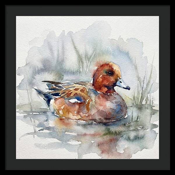 Wigeon Swimming Gracefully