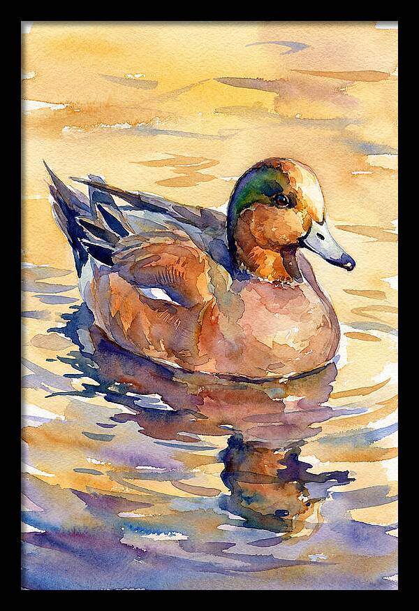 Wigeon Swimming In Serenity