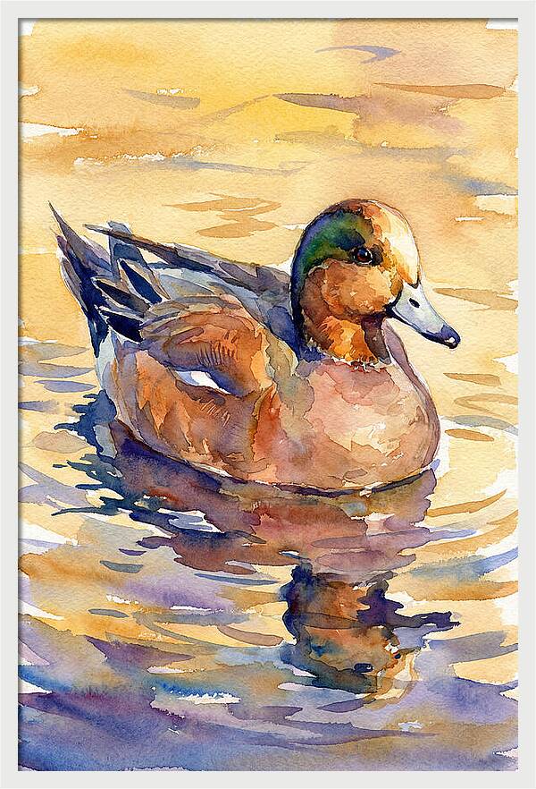 Wigeon Swimming In Serenity