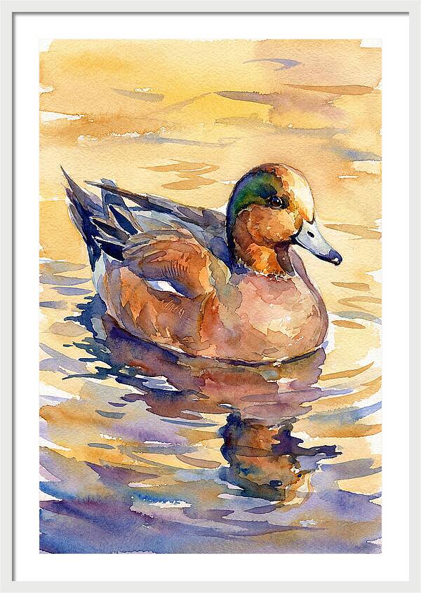 Wigeon Swimming In Serenity