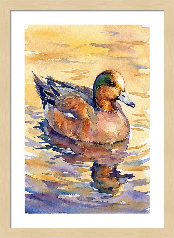 Wigeon Swimming In Serenity
