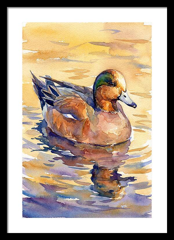 Wigeon Swimming In Serenity