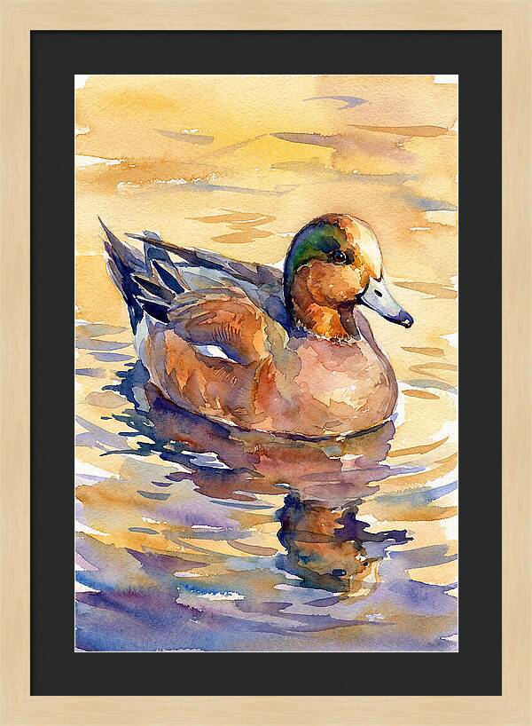 Wigeon Swimming In Serenity