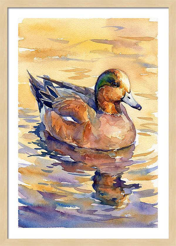 Wigeon Swimming In Serenity