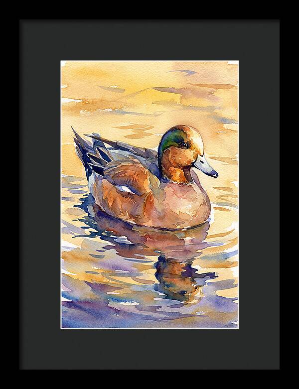 Wigeon Swimming In Serenity