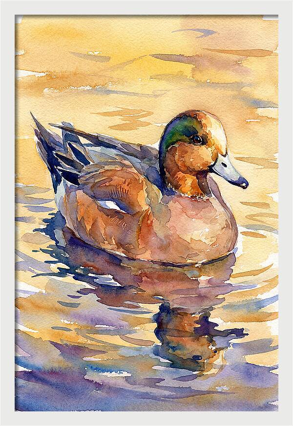 Wigeon Swimming In Serenity