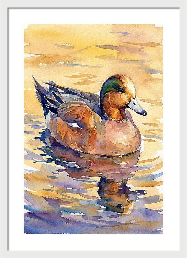 Wigeon Swimming In Serenity