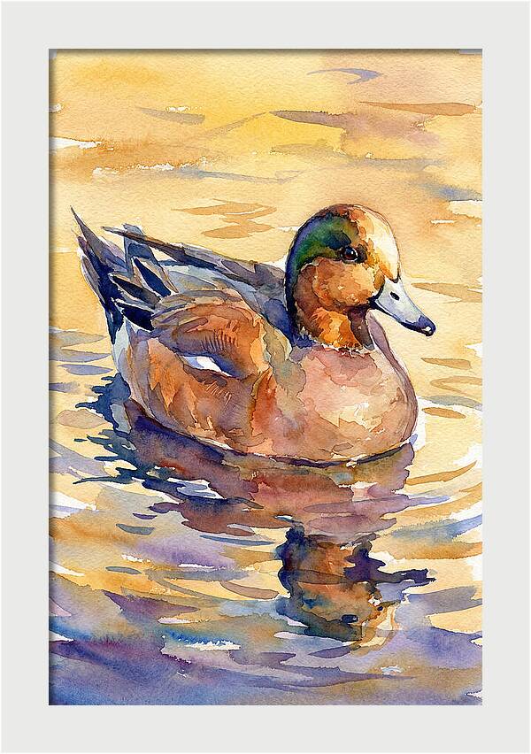 Wigeon Swimming In Serenity