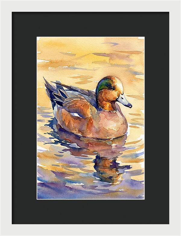 Wigeon Swimming In Serenity
