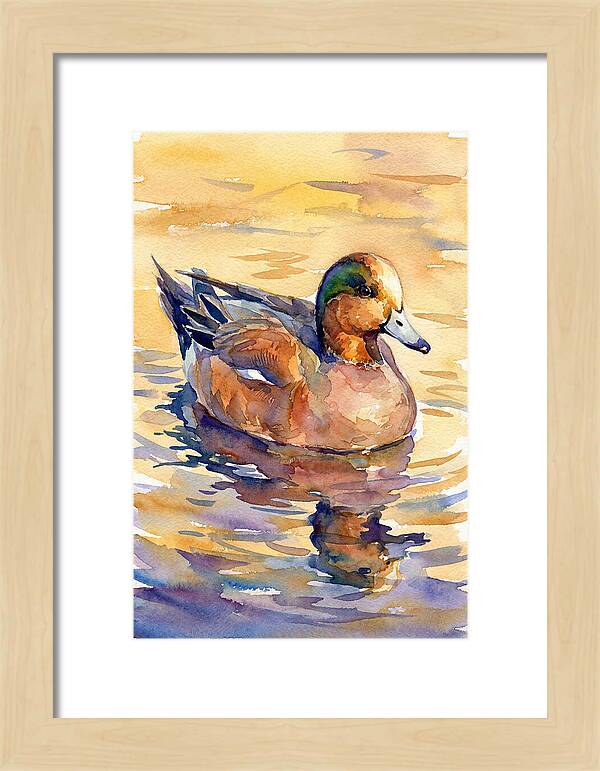 Wigeon Swimming In Serenity