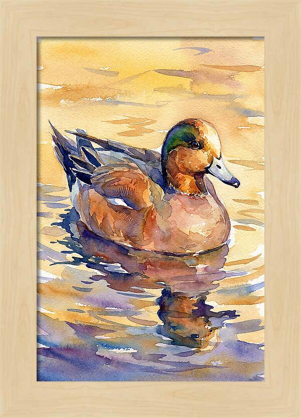 Wigeon Swimming In Serenity