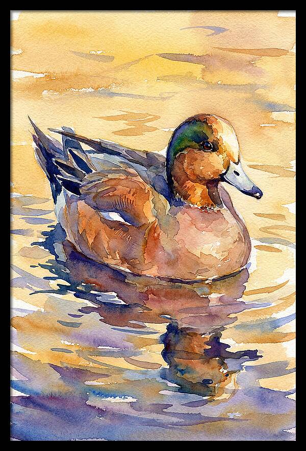 Wigeon Swimming In Serenity