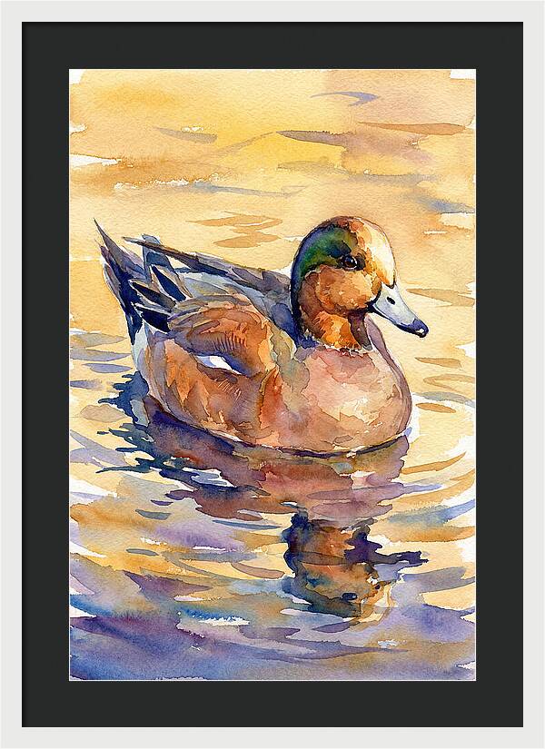 Wigeon Swimming In Serenity